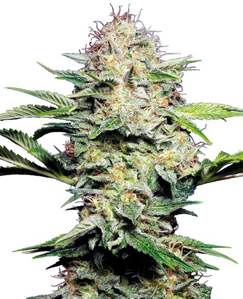 Graines De Cannabis Autofloraison Sensi Seeds