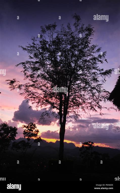 tree  sky stock photo alamy