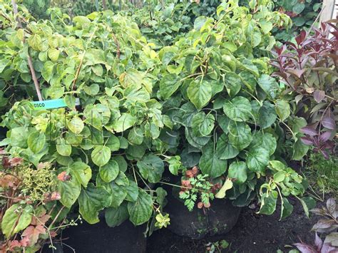 Вьющаяся лиана гортензия черешковая: посадка и уход, фото, отзывы ...