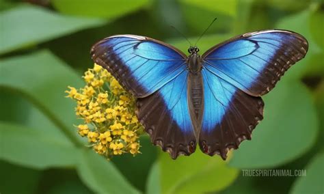 Morpho Butterfly Symbolism and Meaning - Your Spirit Animal