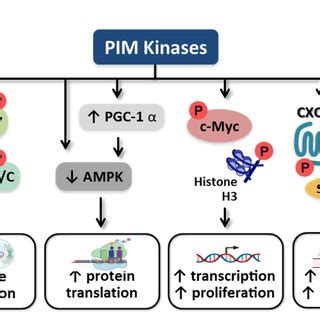 Presumed Roles Of Pim Kinase In Carcinogenesis Targets Of Pim Kinase