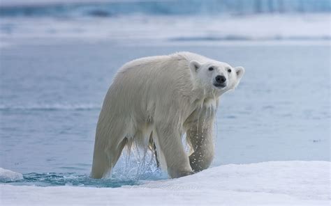 Polar bear resting on an ice floe in Svalbard, Norway. 81st parallel ...