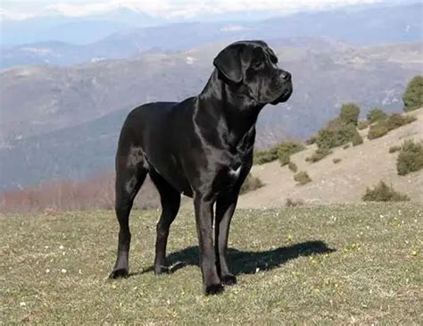 Life Span Of Kangal Dog
