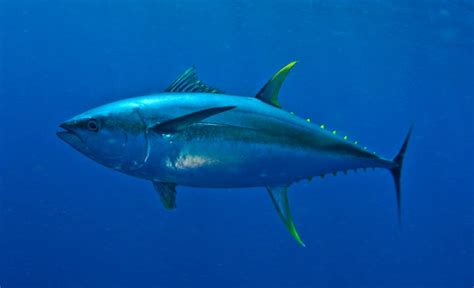 Тунец Виды Рыбы Фото С Названиями – Telegraph