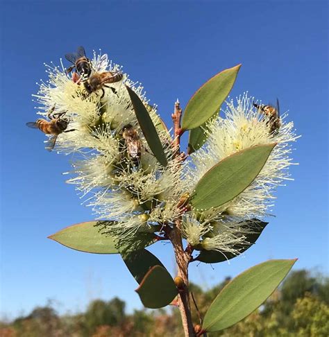 Broad Leaved Paperbark (Melaleuca Quinquenervia)