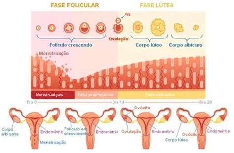 O Que É Fase Luteinica Na Mulher