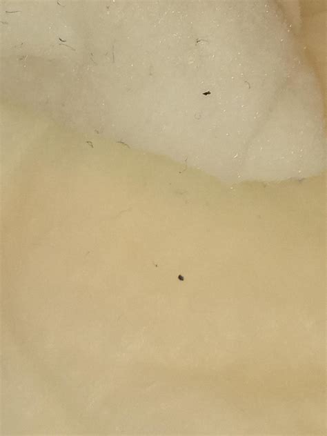 tiny black specks    rwhatisthis