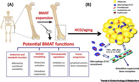 Bone Marrow Adipose Tissue In Metabolic Health Trends In Endocrinology