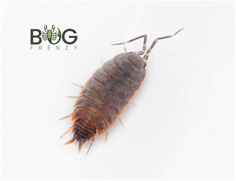 Powder Blue Isopods Porcellionoides Pruinosus Pack Of 10 Bug Frenzy