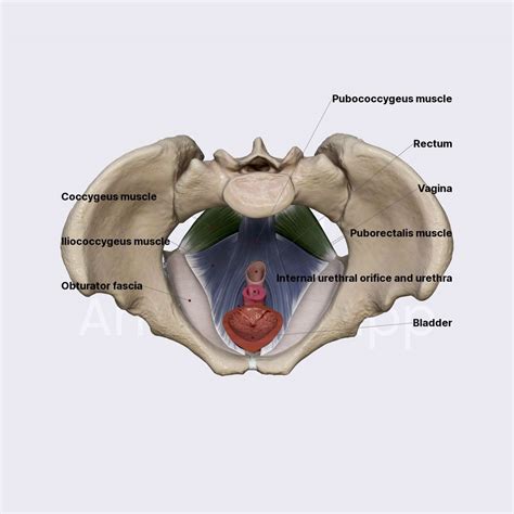 Pelvic Floor Superior View Anatomyapp