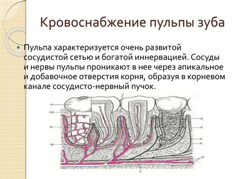 Тіс пульпасының анатомиясы, гистологиясы, физиологиясы, қызметтері ...