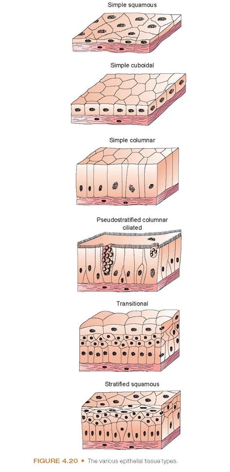 epithelial tissue pediagenosis