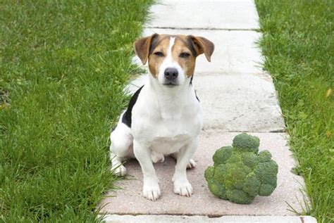 Broccoli In A Dogs Diet Which Vegetables Your Dog Can Eat