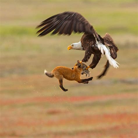 Golden Eagle Attack Wolf