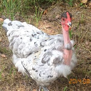 Naked Neck Turken BackYard Chickens