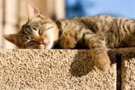 Aider ses animaux de compagnie à supporter la canicule Déco fr