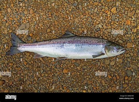Fishing Landlocked Salmon Sebago Lake Hotsell