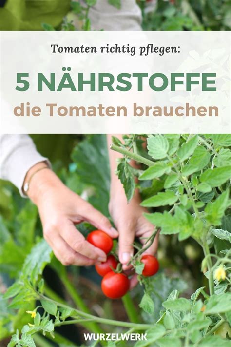 Tomaten richtig düngen Wann wie mit welchen Dünger Isst Du auch