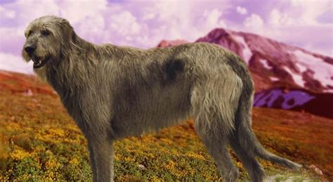 largest dog   world