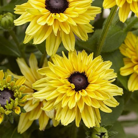 Buy Coneflower Rudbeckia Hirta Enchanted Glow £999 Delivery By Crocus