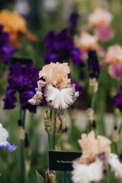 The Plants That Stole The Show At This Years Chelsea Flower Show
