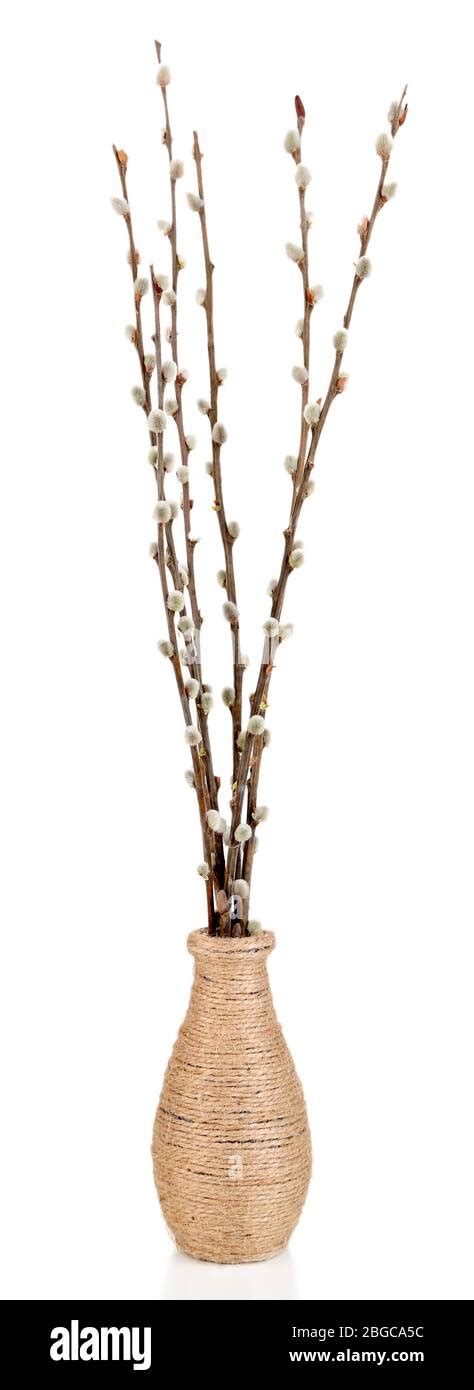 Pussy Willow Twigs In Vase Isolated On White Stock Photo Alamy
