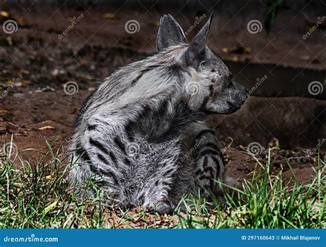 Striped Hyena on the Ground 1 Stock Image - Image of species, dangerous