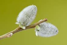 Pussy Willow Wikipedia