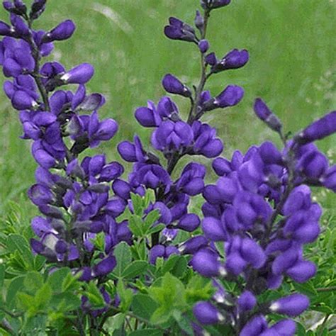 images  indigo plant