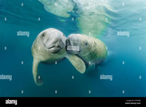 2 west indian manatees hi-res stock photography and images - Alamy