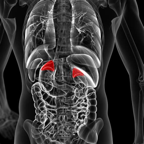 Modelo De Estrutura Da Vagina Para A Educação Imagem de Stock Imagem de fallopian inside