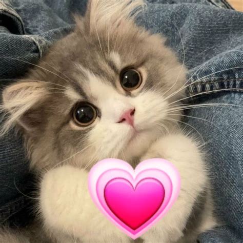 милый кот с сердечком💗 | Милый кот, Котята, Красные панды