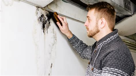 How To Remove Mold From Basement Wall Expert Guide 2024