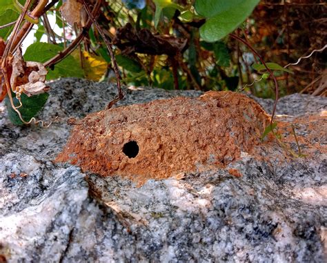 Ground Nest Of An Insect Pixahive