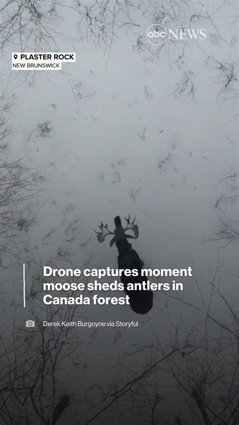 Drone Captures Moose Shedding Antlers Forest New Brunswick Alces