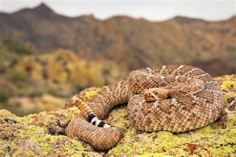 Rattlesnake Habitat