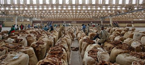 Los Gobiernos Deben Dejar De Subvencionar Los Cultivos De Tabaco