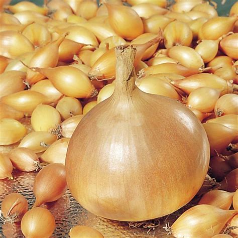 Купить лук-севок из питомника "КСП" – доставка почтой, СДЭК