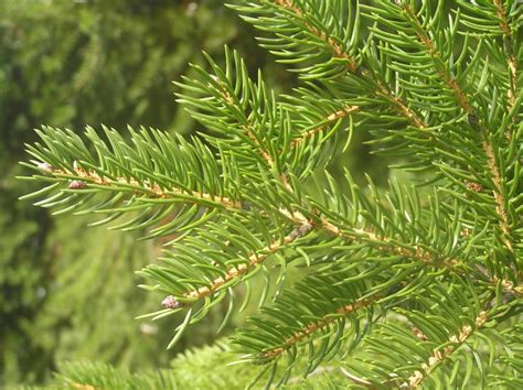 Ель Черная (Picea mariana): описание, выращивание, фото, уход, сорта ...