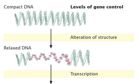 Ch 16 Prokaryotic Genetics Flashcards Quizlet