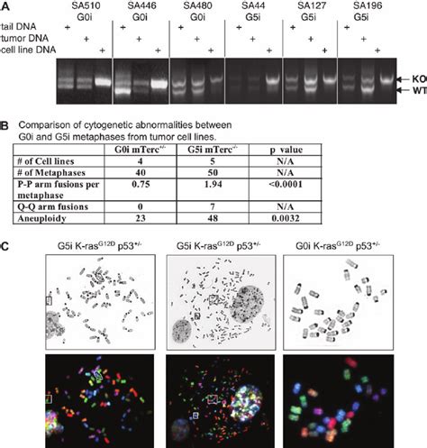 Cell Lines Generated From The Lung Tumors Of G5i And G0i K Ras G12d P53 Download Scientific