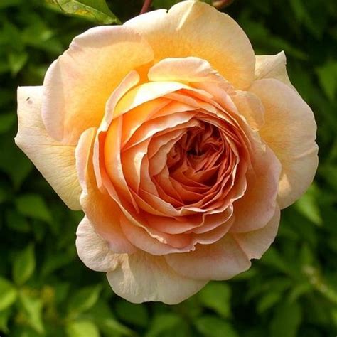 Róża 'Abraham Darby' (Rosa 'Abraham Darby') - opis, wygląd, wymagania ...