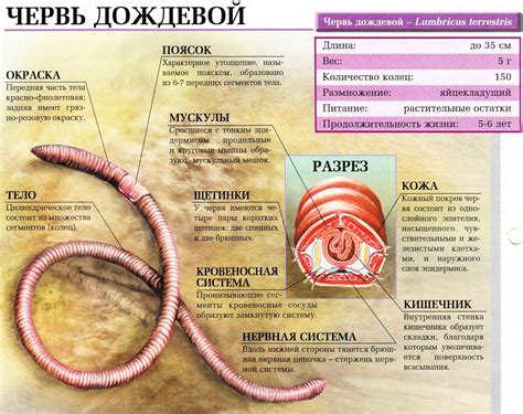 Червь дождевой. Сайт о животных. PiLife