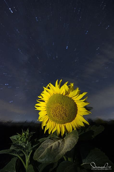 Girasoles Enrique Marugán FOTOGRAFÍA NOCTURNA