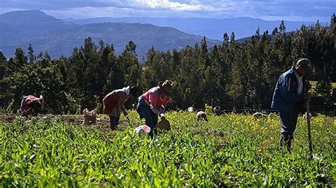 Formas De Ayudar A Nuestros Campesinos Peri Dico El Campesino La