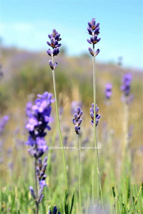 Крымская лаванда (crimean lavender) | Lavender, Dandelion, Flowers
