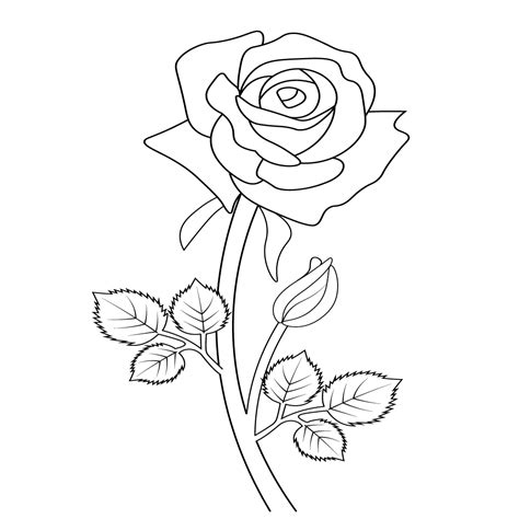Rose Flower Sketch Design At Sandra Willis Blog