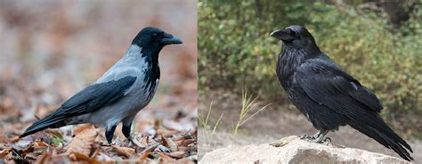 Вещий ворон в русских сказках. Значение ворона у славян – что ...