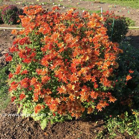 Хризантема Бенгальские огни • Музыка цветов • Цветы для сада