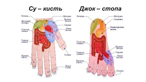 Су - Джок терапия для детей и взрослых